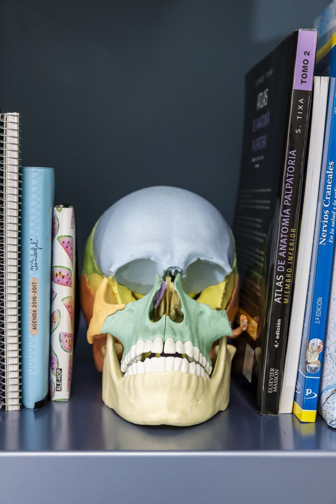 Modelo anatómico del cráneo y la articulación temporomandibular